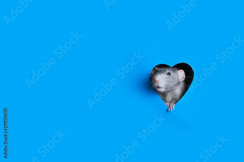 A cute funny rat dambo looks out of a heart-shaped hole in white paper. Lovely pet. The rat is a symbol of the 2020 foot.