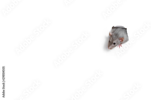 Lovely pet. A cute funny rat dambo looks out of a heart-shaped hole in white paper. The rat is a symbol of the 2020 foot.
