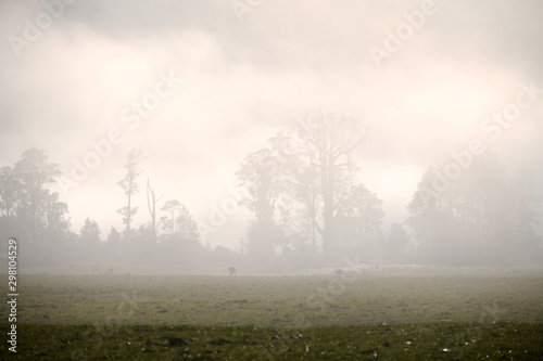 misty morning on the farm