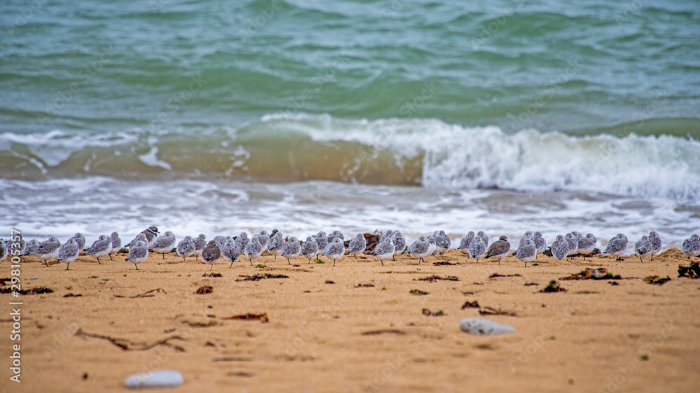 flying sea birds seagull and beachs in France flying sea birds seagull and beachs in France