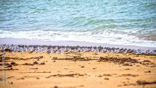 Fototapeta Naklejka Na Ścianę i Meble -  flying sea birds seagull and beachs in France