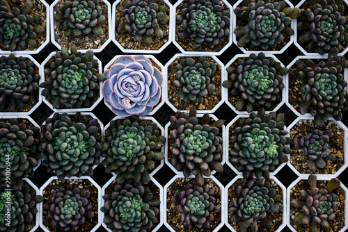 Fresh different rosette succulent plant for sale