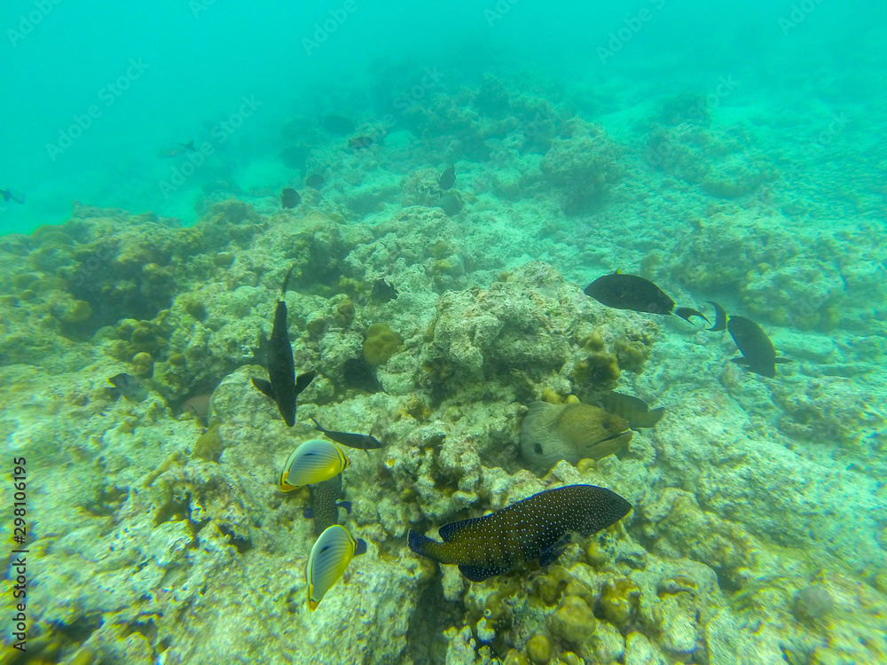 Fototapeta premium Moray eel (Muraenidae) underwater at maldives