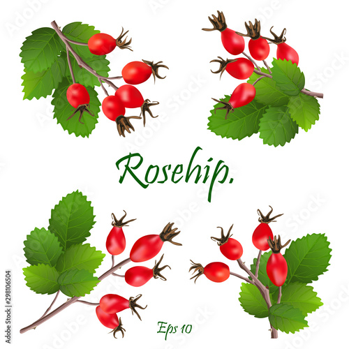 Set of red rosehip berries on branches with green leaves. Medicinal plants. natural christmas decoration. Eps 10