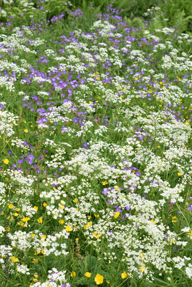 Large field of beefriendly wild flowers in different colors Large field of beefriendly wild flowers in different colors