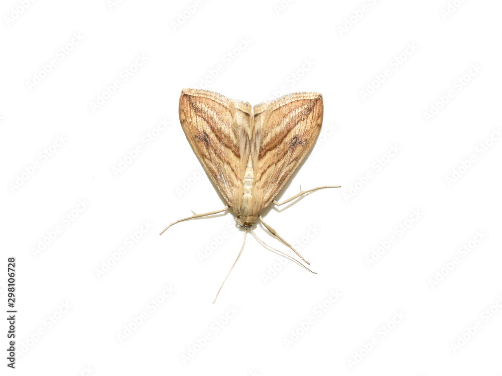 Obraz premium The garden pebble Evergestis forficalis nocturnal butterfly isolated on white background