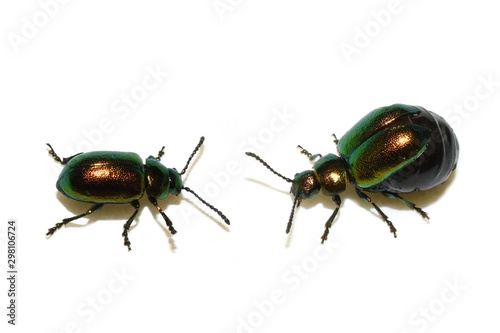 Green dock beetles Gastrophysa viridula male and female on white 