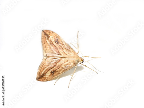 The garden pebble Evergestis forficalis nocturnal butterfly isolated on white background