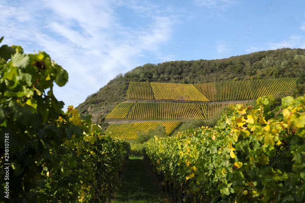 Weinberg Steillage im Weinanbaugebiet Mittelrhein bei Leutesdorf und Rebstöcke mit gelben Blättern im Spätherbst 2019 - Stockfoto