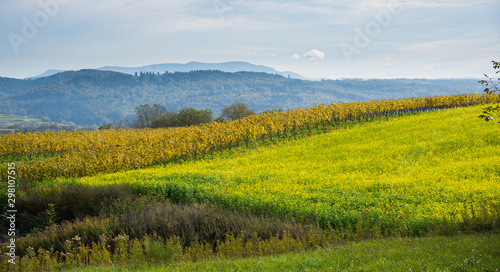 Weinberge oberhalb von Ettenheim im Herbst