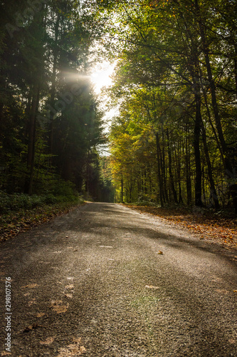 Weg im Wald - Herbstwald