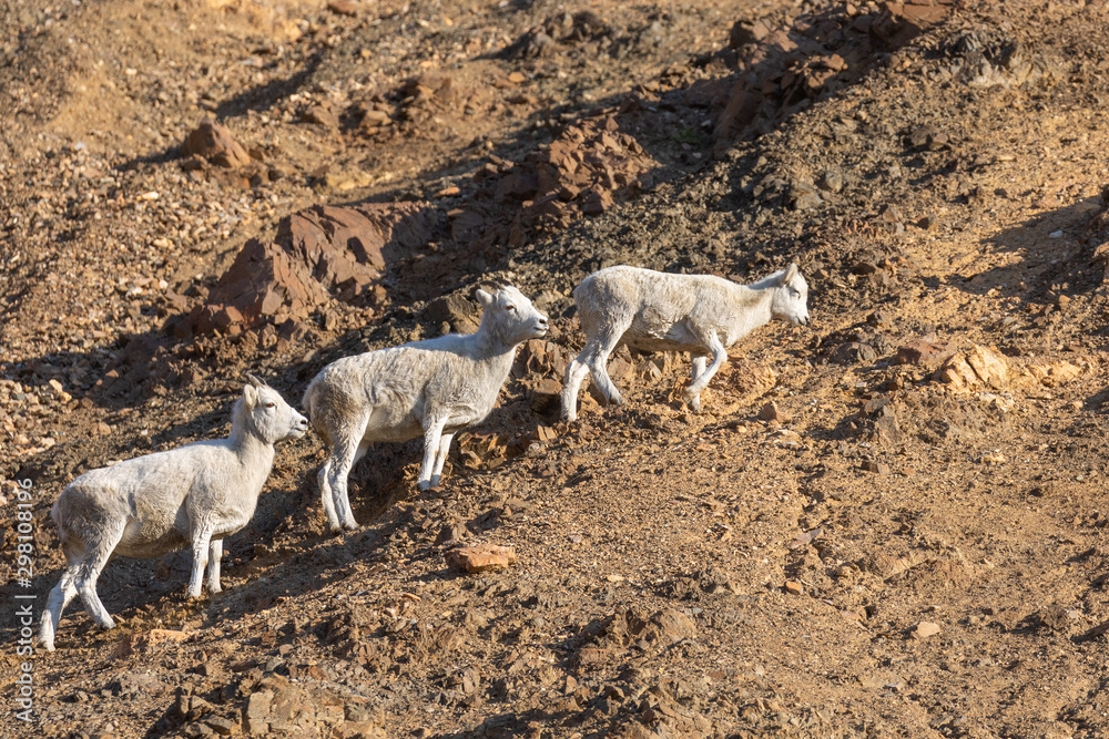 Dall Sheep Ewes on a Talus Slope in Alaska in Autumn Dall Sheep Ewes on a Talus Slope in Alaska in Autumn