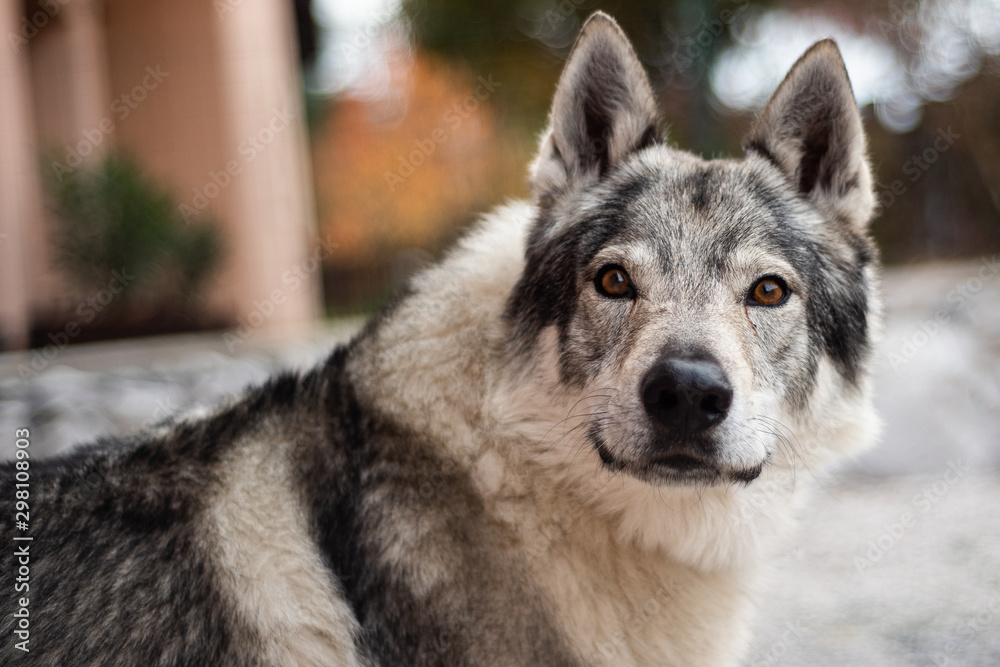 portrait of a czechoslovakian adult wolfdog