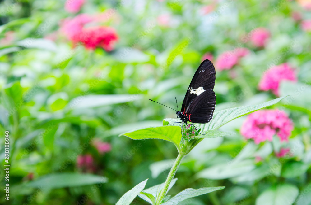 Fototapeta premium Black, white and red butterfly (Antiochus Longwing, Heliconius antiochus) in a garden of pink flowers