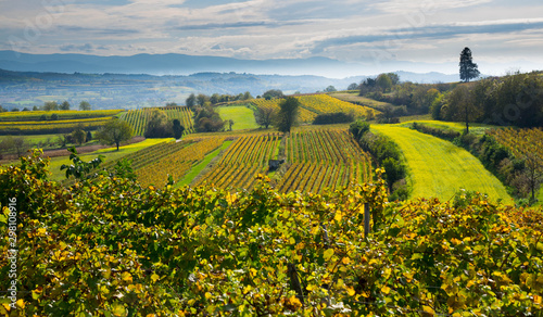 Weinberge oberhalb von Ettenheim im Herbst photo