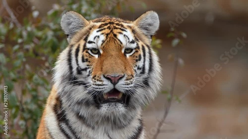 Siberian tiger cub portrait