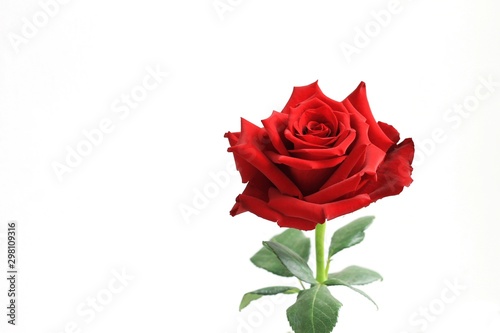 Open flower bud rose with green leaf on the white background. Isolated as gift on valentine days.