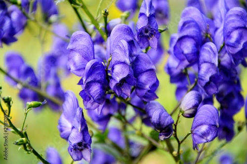 Poisonous, but beautiful аconite - a healing plant in the summer garden close-up.