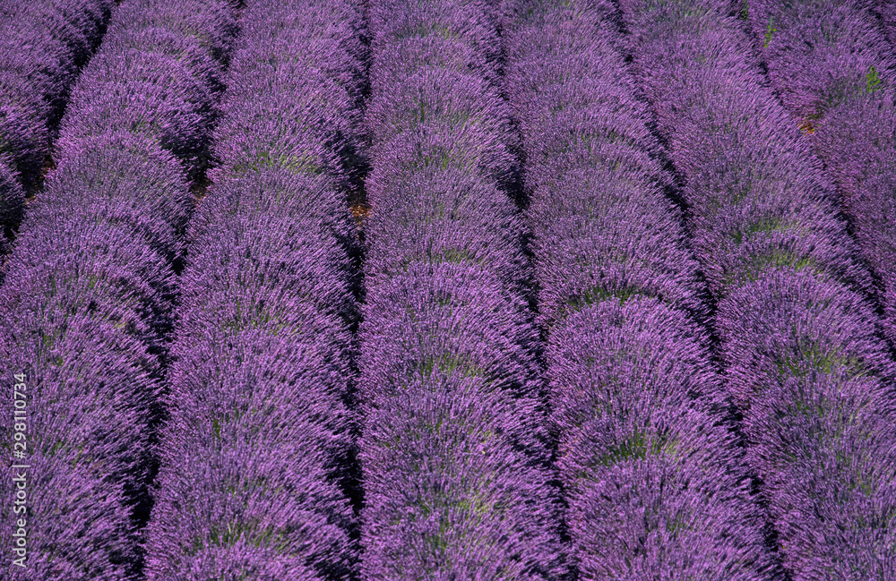 six lines of fully parallel flowered lavender six lines of fully parallel flowered lavender