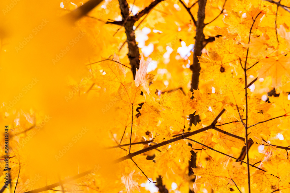 some yellow maple autumn leaves on a tree branch some yellow maple autumn leaves on a tree branch
