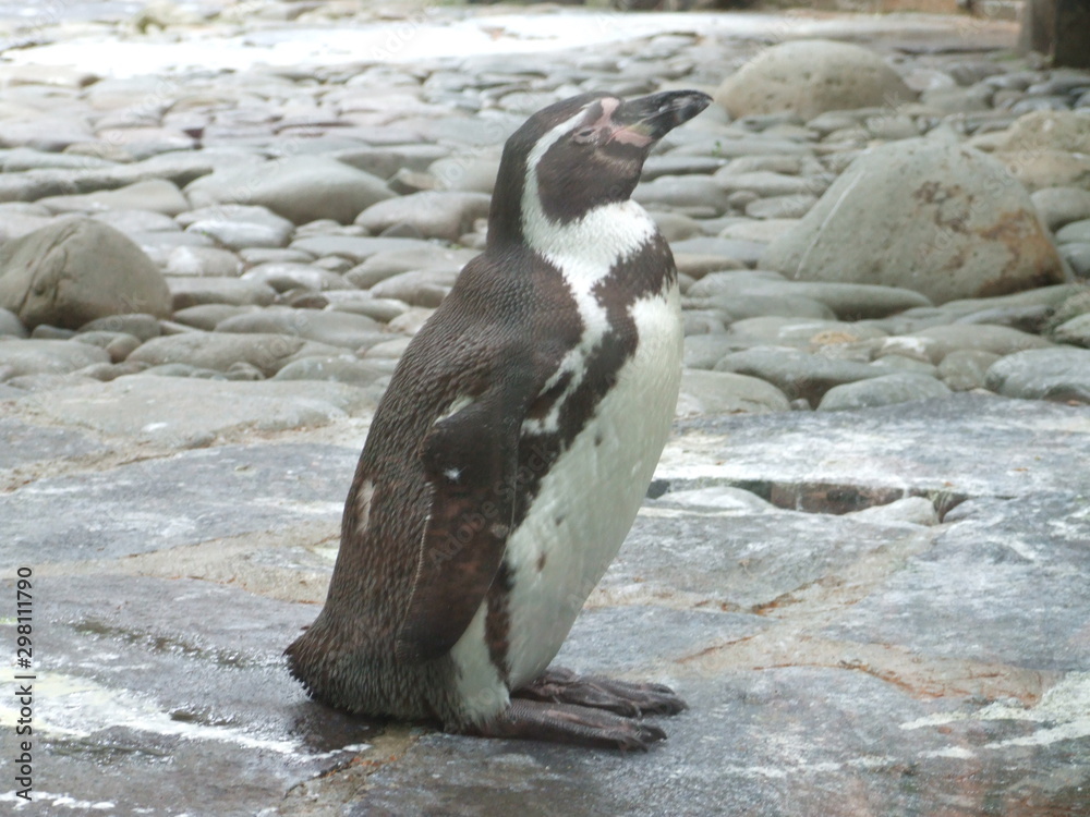 Obraz premium penguin