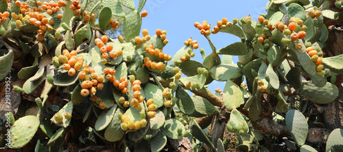 prickly pear also called opuntia is a typical fruit of mediterra