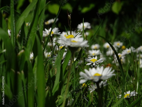 daisy