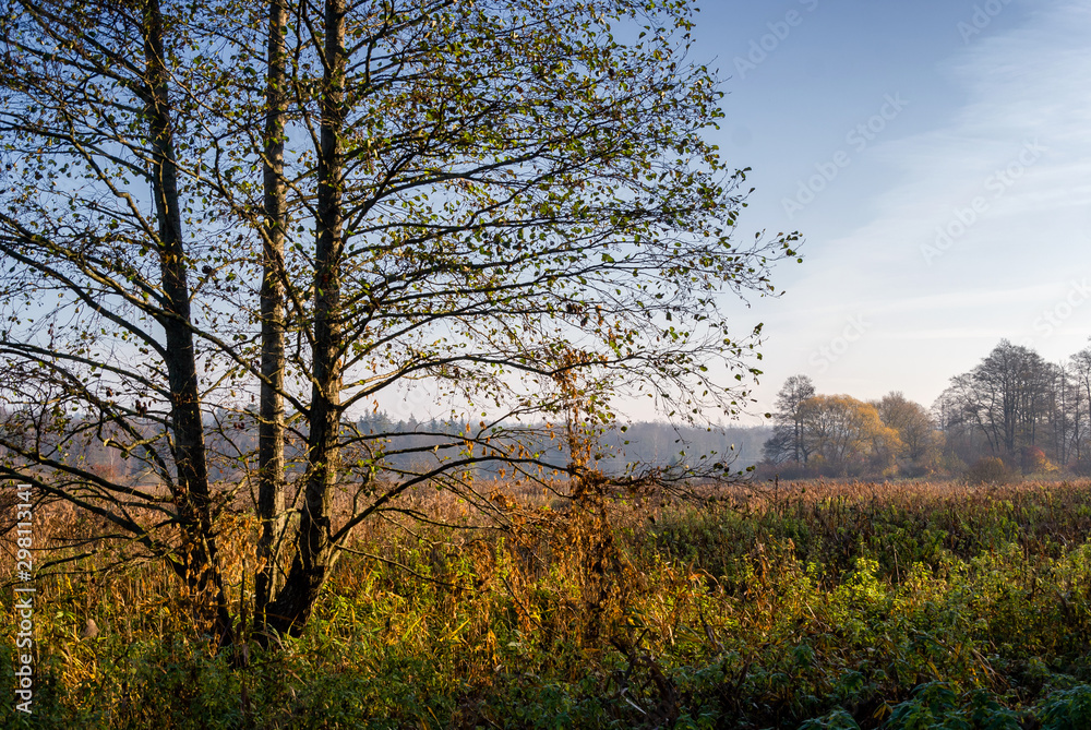 Złota Polska Jesień nad rzeką Supraśl, Podlasie, Polska Złota Polska Jesień nad rzeką Supraśl, Podlasie, Polska
