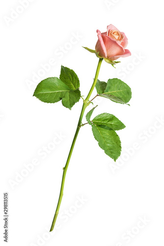 Pink rose isolated on a whi...