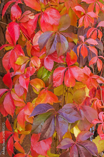 Autumn leaves of five leaved ivy