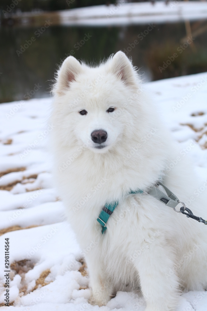 Fototapeta premium samoyed dog in snow