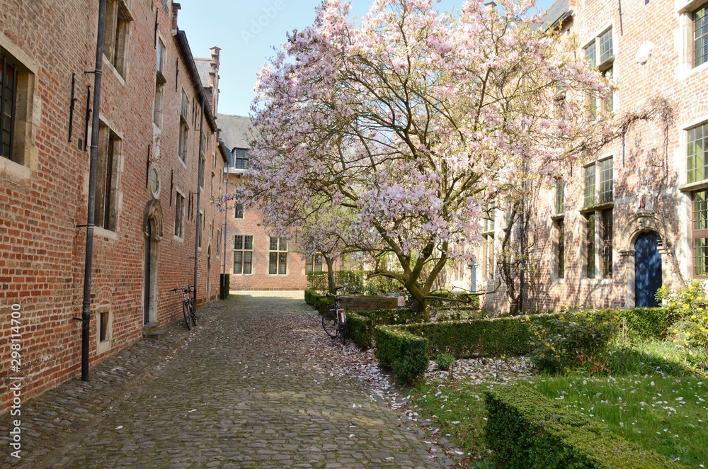 Pink flowers tree in cobbled alley  in Leuven, Belgium