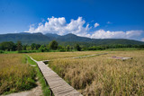 Elevated wooden trail to cross swampy lands with large mountains and blue sky in the background.
