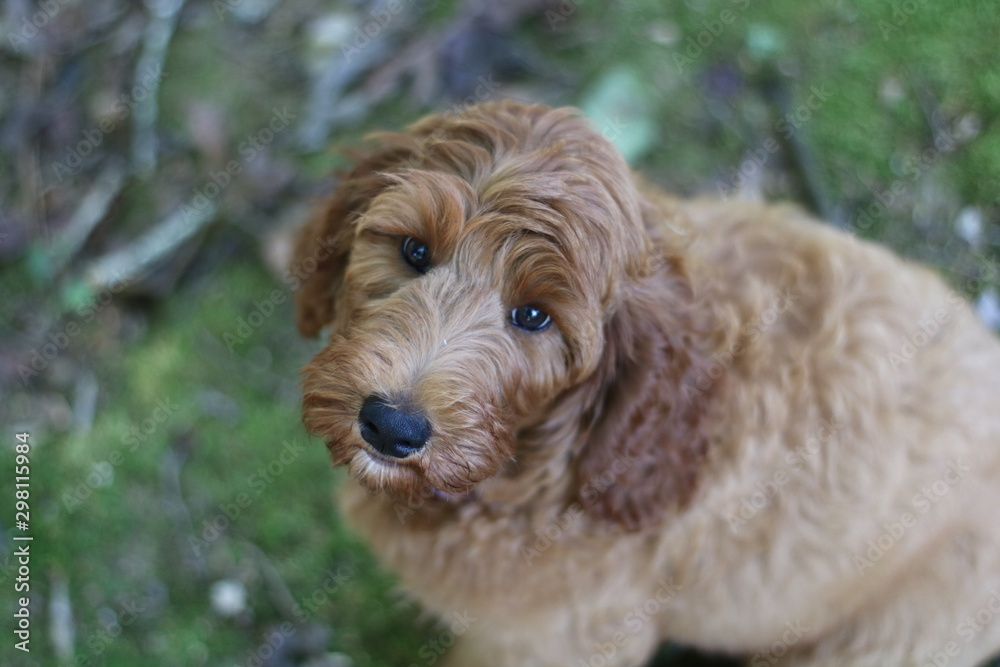 goldendoodle in grass goldendoodle in grass