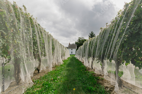 Bird Netting at Wine Vineyard in Summer