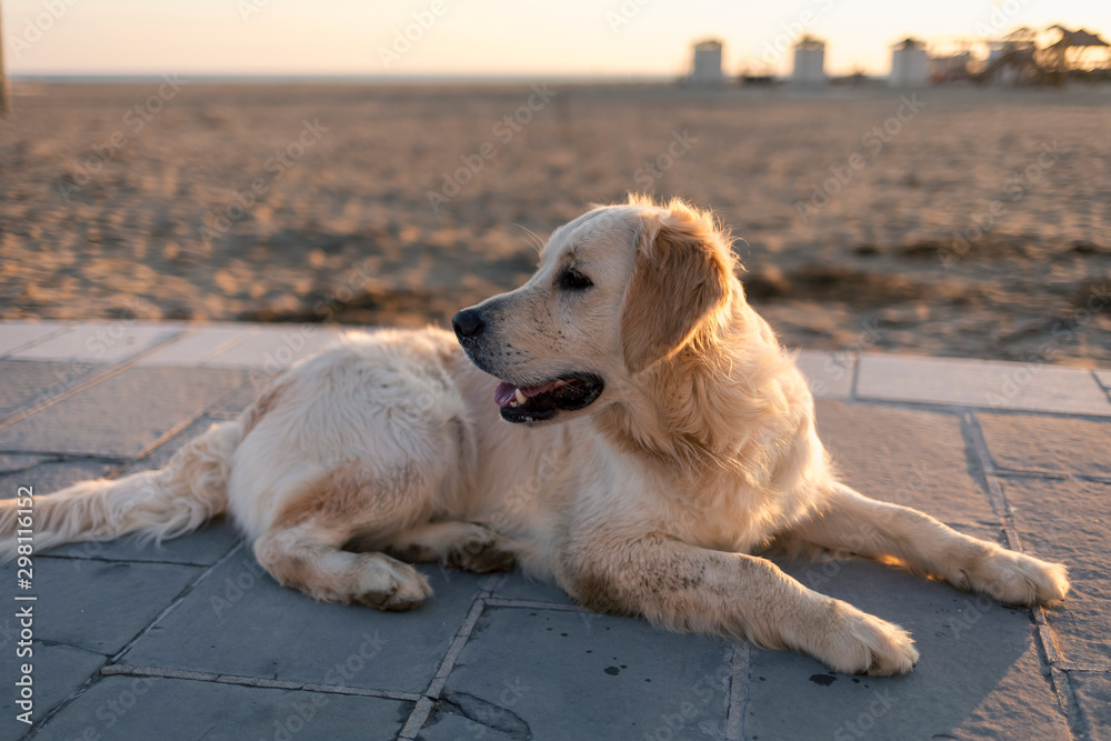 Golden retriever dog having fun at beach Golden retriever dog having fun at beach