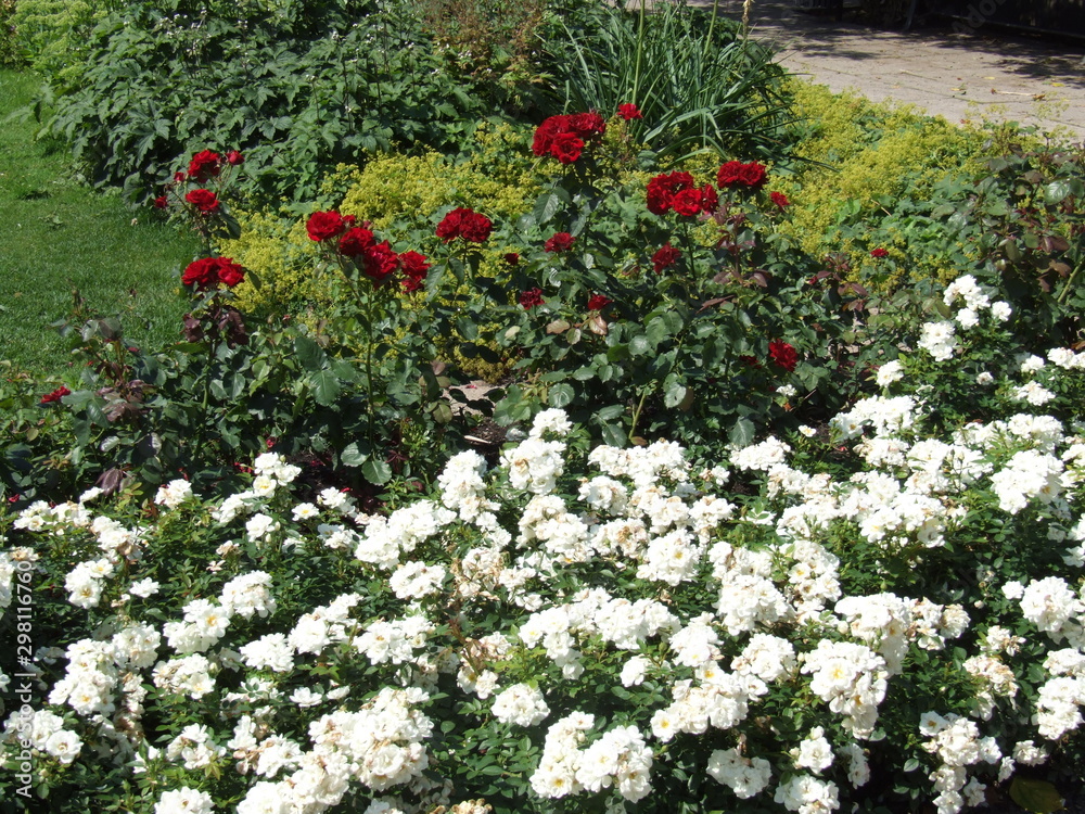 Fototapeta premium garden design of blooming flowers on the lawn