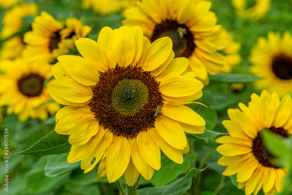 Sonnenblumen Wurmlingen