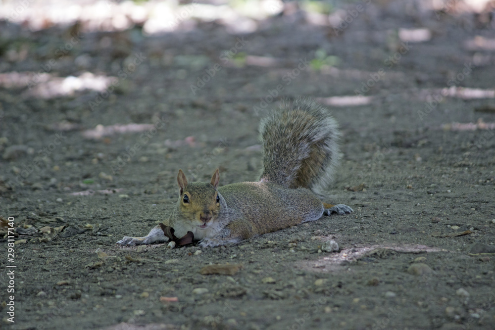 Obraz premium squirrel in park