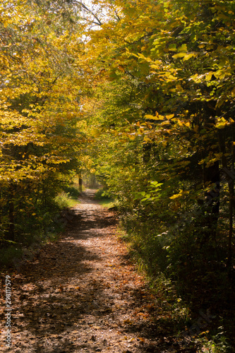 Path of wonders - fall in a bavarian forest