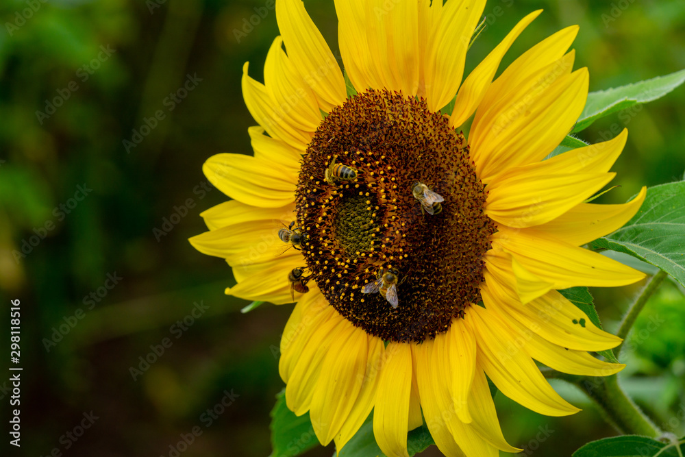 Sonnenblumen Wurmlingen Sonnenblumen Wurmlingen