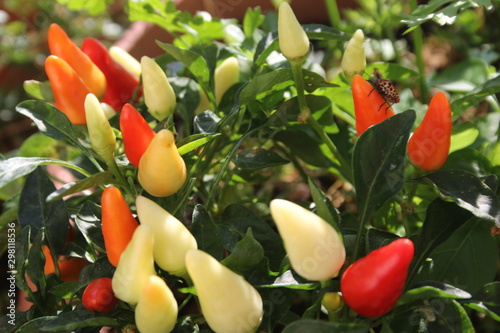 Quadro su tela some like it hot: growing colourful peppers, harvested peppers
