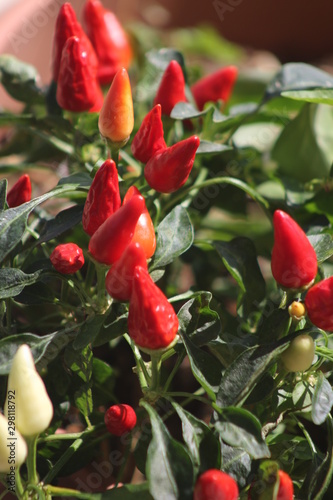 Quadro su tela some like it hot: growing colourful peppers, harvested peppers