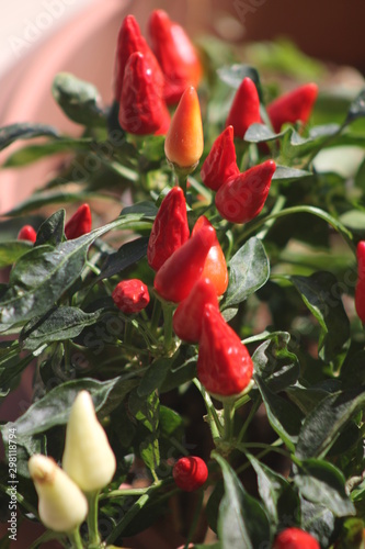 Foto some like it hot: growing colourful peppers, harvested peppers
