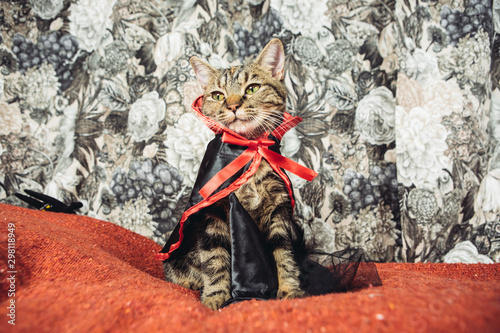 Cute Kitten Wearing Cape photo