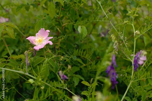 The world of blooming flowers in the forest