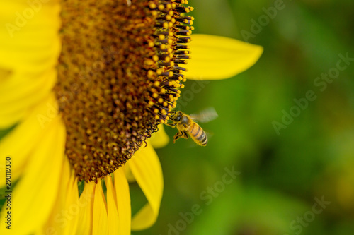Sonnenblumen Wurmlingen © Gerold