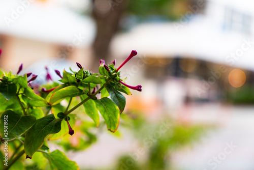 purple flower. lilac daisy flower 
