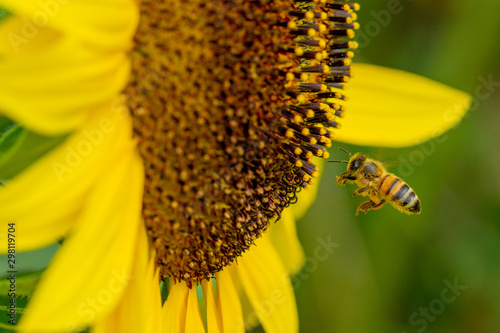 Sonnenblumen Wurmlingen © Gerold