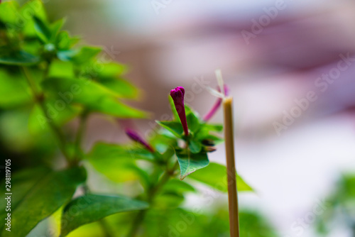 purple flower. lilac daisy flower 